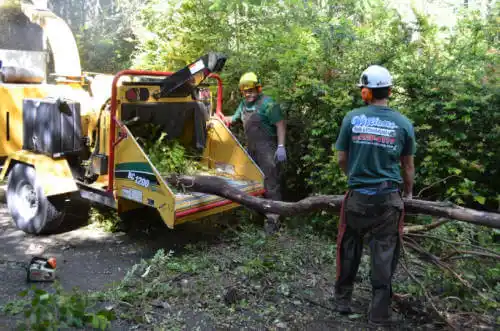 tree services Bethany Beach